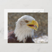 Haliäetus leucocephalus postkarte (Vorne/Hinten)
