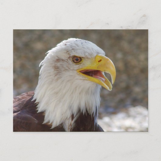 Haliäetus leucocephalus postkarte (Vorderseite)