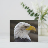 Haliäetus leucocephalus postkarte (Stehend Vorderseite)
