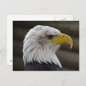 Haliäetus leucocephalus postkarte (Vorne/Hinten)