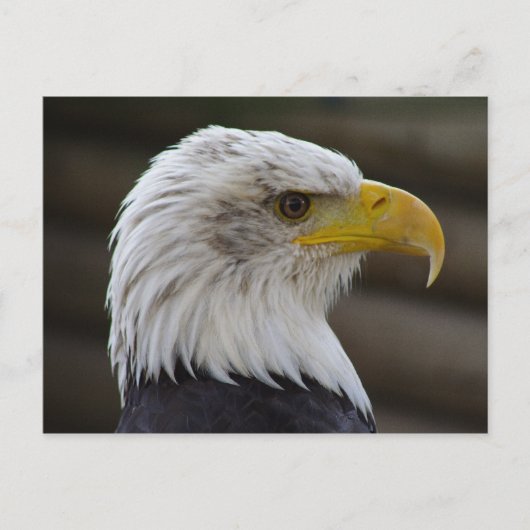 Haliäetus leucocephalus postkarte (Vorderseite)