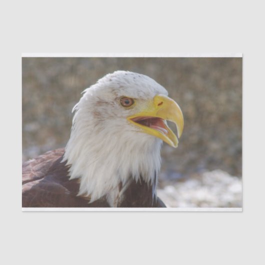 Haliäetus leucocephalus seidenpapier (Vorderseite)