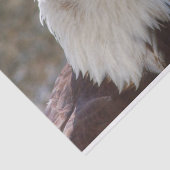 Haliäetus leucocephalus seidenpapier (Ausschnitt)