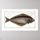Halibut (Pleuronectes Hippoglossus) plate XLVII fr Poster (Vorne)
