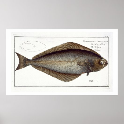 Halibut (Pleuronectes Hippoglossus) plate XLVII fr Poster (Vorne)