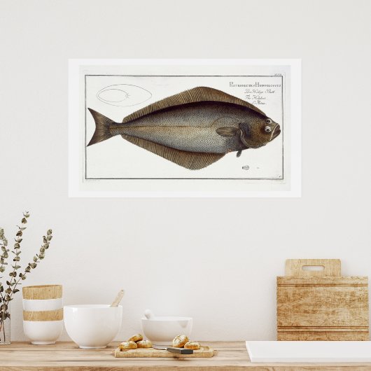 Halibut (Pleuronectes Hippoglossus) plate XLVII fr Poster (Küche)