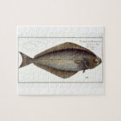 Halibut (Pleuronectes Hippoglossus) plate XLVII fr Puzzle (Horizontal)