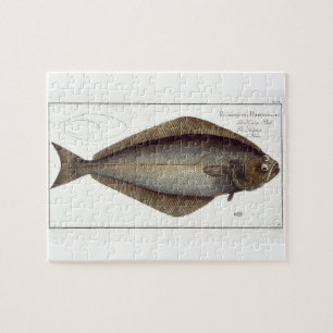 Halibut (Pleuronectes Hippoglossus) plate XLVII fr Puzzle