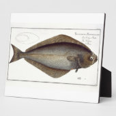Halibut (Pleuronectes Hippoglossus) Platte XLVII f Fotoplatte (Seite)