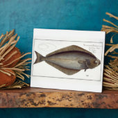 Halibut (Pleuronectes Hippoglossus) Platte XLVII f Fotoplatte (Seite)