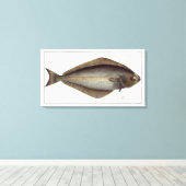 Halibut (Pleuronectes Hippoglossus) Platte XLVII f Leinwanddruck (Insitu (Holzboden))