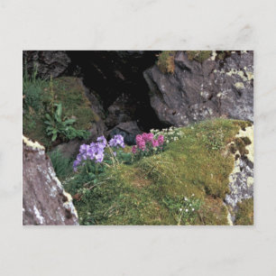 Hall Island Jacobs Ladder and Lousewort in auklet Postkarte