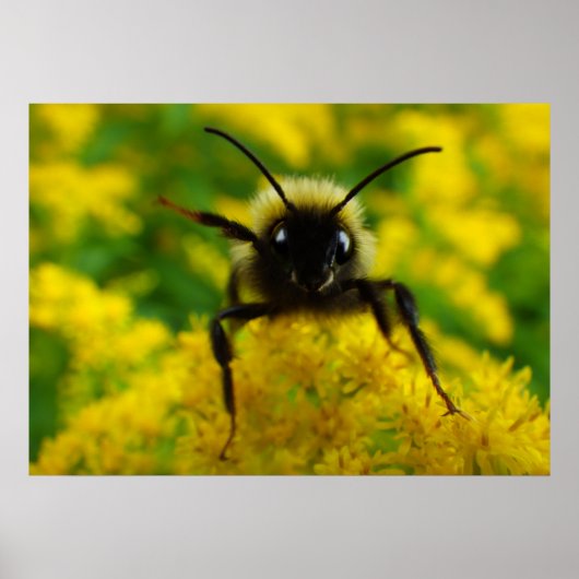 Hallo an die Öffentlichkeit Poster (Vorne)