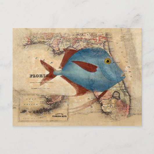 Hallo aus Florida Postkarte (Vorderseite)