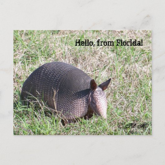 Hallo, aus Florida! Postkarte (Vorderseite)