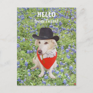 Hallo aus Texas! Postkarte