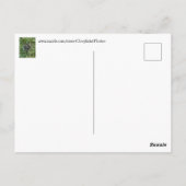 Hallo, Baby Bunny Rabbit Postkarten (Rückseite)