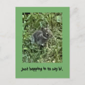 Hallo, Baby Bunny Rabbit Postkarten (Vorderseite)