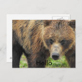 Hallo Bärenpostkarte Postkarte (Vorne/Hinten)