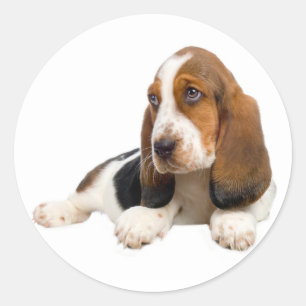 Hallo Basset Hound Welpe Hund Sticker / Label