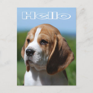 Hallo Beagle Welpe Hund Grußkarte Postkarte