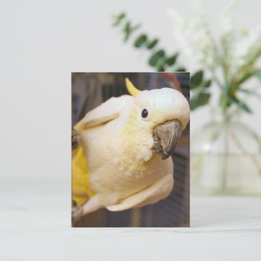 Hallo Bella Postkarte (Stehend Vorderseite)