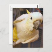 Hallo Bella Postkarte (Vorne/Hinten)