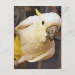 Hallo Bella Postkarte