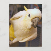 Hallo Bella Postkarte (Vorderseite)