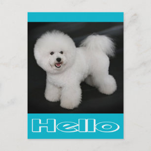 Hallo Bichon Frise Welpen Hund Leere Postkarte