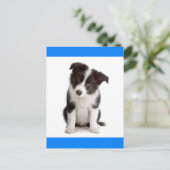 Hallo Border Collie Puppy Dog Grußkarte Postkarte (Stehend Vorderseite)
