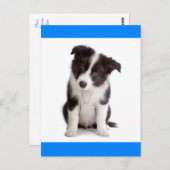 Hallo Border Collie Puppy Dog Grußkarte Postkarte (Vorne/Hinten)