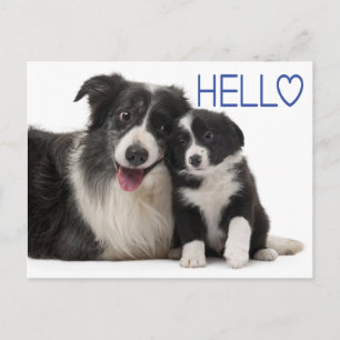 Hallo Border Collie Welpe Hund - Ich denke an Dich Postkarte