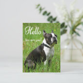 Hallo Boston Terrier Puppy Dog Denken Sie an Sie Postkarte (Stehend Vorderseite)