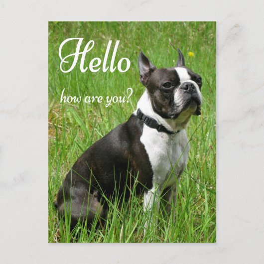Hallo Boston Terrier Puppy Dog Denken Sie an Sie Postkarte (Vorderseite)