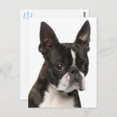 Hallo Boston Terrier Puppy Dog Denken Sie an Sie Postkarte (Vorne/Hinten)