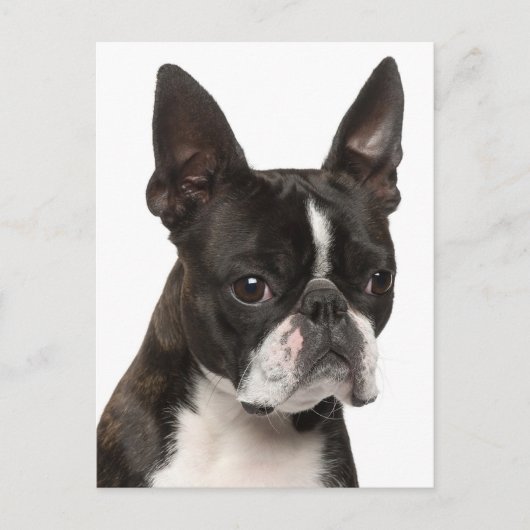 Hallo Boston Terrier Puppy Dog Denken Sie an Sie Postkarte (Vorderseite)