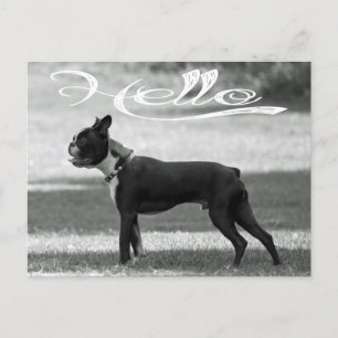 Hallo Boston Terrier Puppy Dog Grußkarte Postkarte
