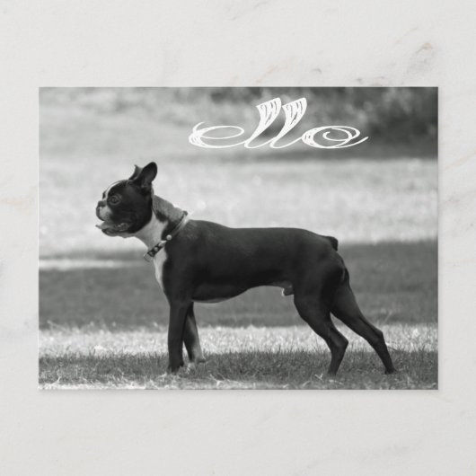 Hallo Boston Terrier Puppy Dog Grußkarte Postkarte (Vorderseite)