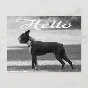 Hallo Boston Terrier Puppy Dog Grußkarte Postkarte