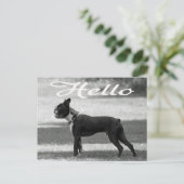 Hallo Boston Terrier Puppy Dog Grußkarte Postkarte (Stehend Vorderseite)