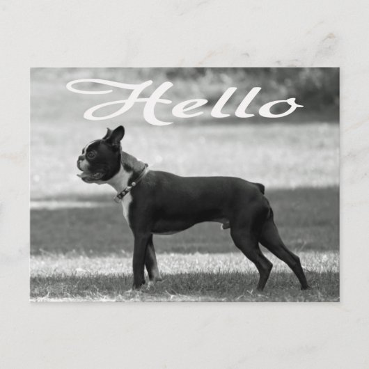 Hallo Boston Terrier Puppy Dog Grußkarte Postkarte (Vorderseite)