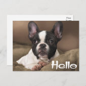 Hallo Boston Terrier Welpe Dog Denken Sie an Sie Postkarte (Vorne/Hinten)
