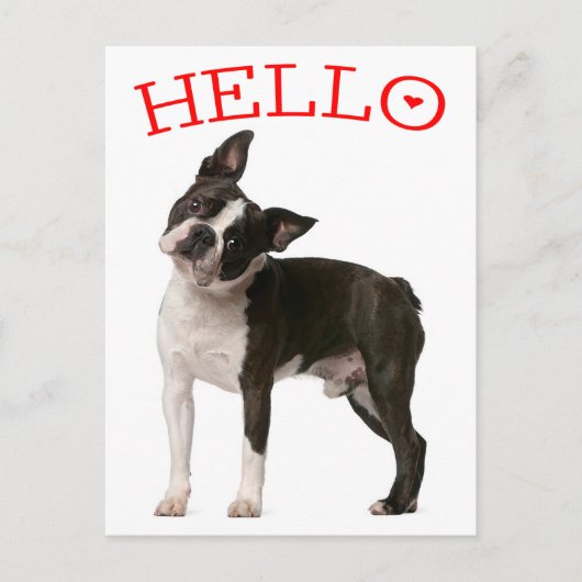 Hallo Boston Terrier Welppy Dog Red Denken Sie an Postkarte (Vorderseite)