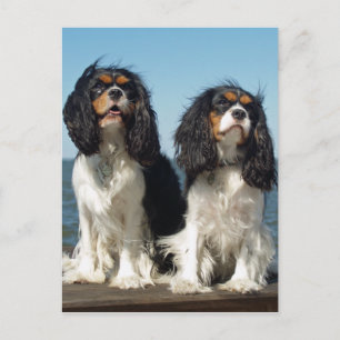 Hallo Cavalier King Charles Spaniel Puppy Dog Postkarte