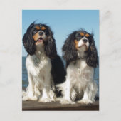 Hallo Cavalier King Charles Spaniel Puppy Dog Postkarte (Vorderseite)