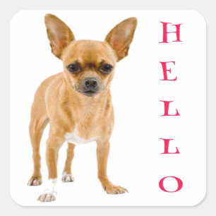 Hallo Chihuahua Welpen-Hund-Gruß-Aufkleber Quadratischer Aufkleber