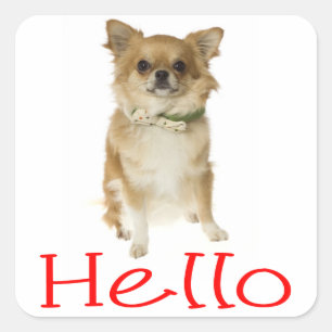 Hallo Chihuahua Welpen-Hund-Gruß-Aufkleber Quadratischer Aufkleber