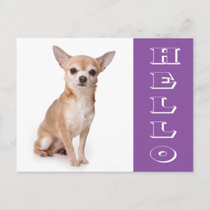 Hallo Chihuahua Welpen Hund Postkarte