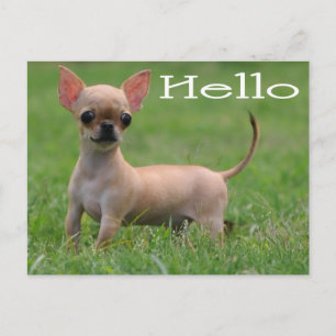 Hallo Chihuahua Welpen Hund Postkarte